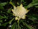 Waratah White